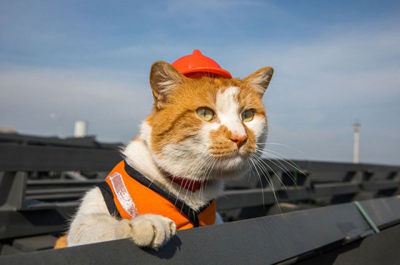 Файл:CatBridge.jpg
